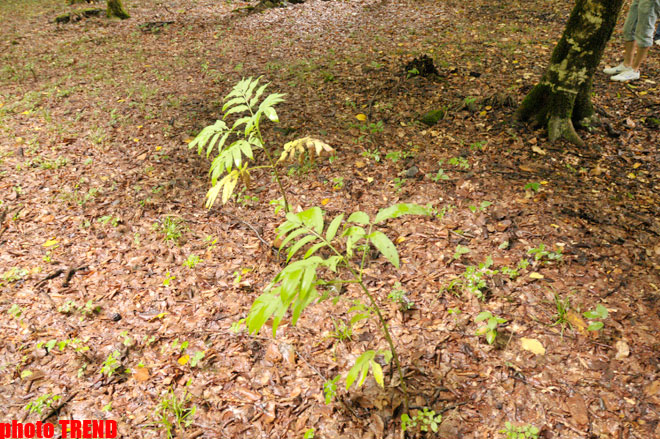 Осенний лес Габалы (фотосессия)