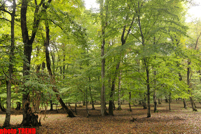 Осенний лес Габалы (фотосессия)