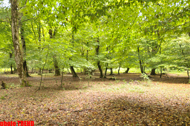 Осенний лес Габалы (фотосессия)