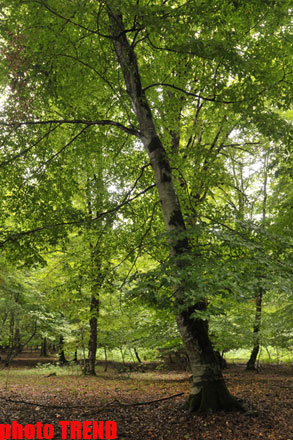 Осенний лес Габалы (фотосессия)