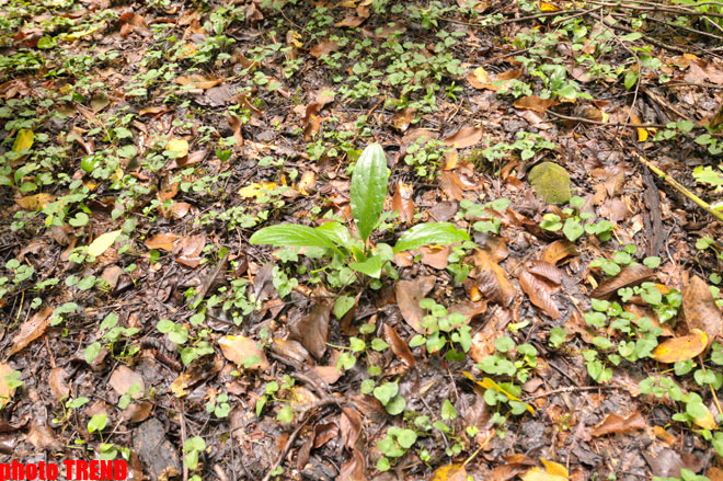 Осенний лес Габалы (фотосессия)