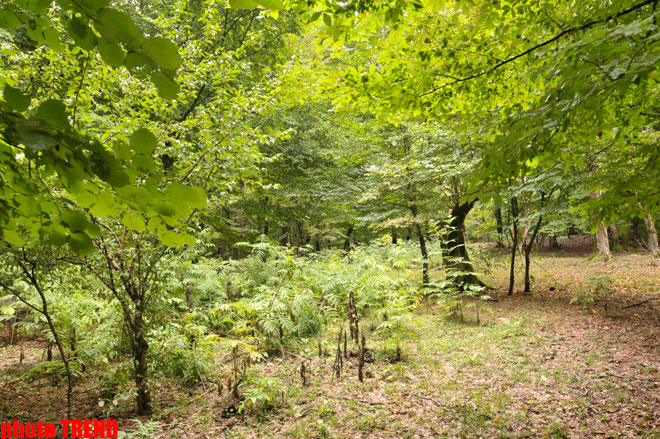 Осенний лес Габалы (фотосессия)