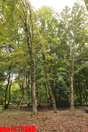 Осенний лес Габалы (фотосессия)