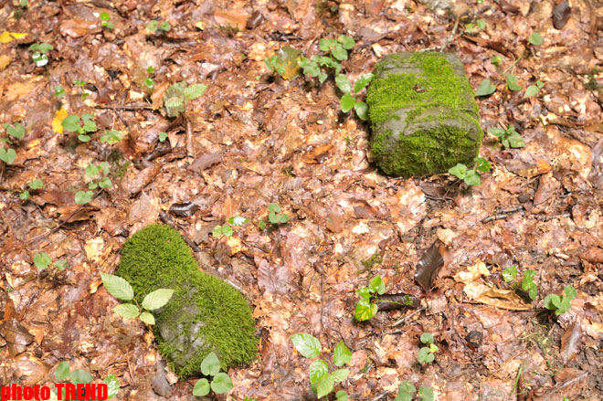 Осенний лес Габалы (фотосессия)