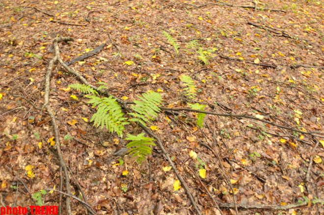 Осенний лес Габалы (фотосессия)