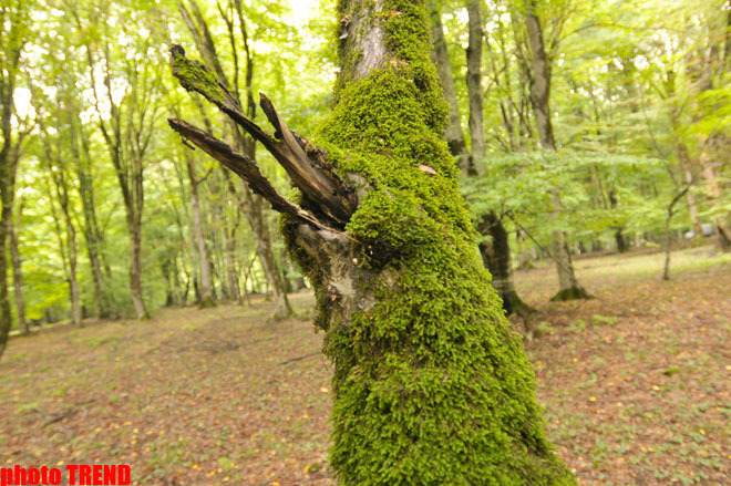 Осенний лес Габалы (фотосессия)
