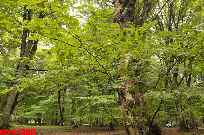 Осенний лес Габалы (фотосессия)