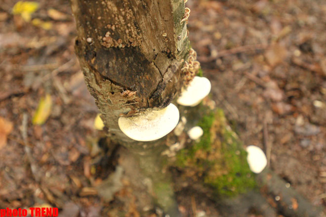 Осенний лес Габалы (фотосессия)