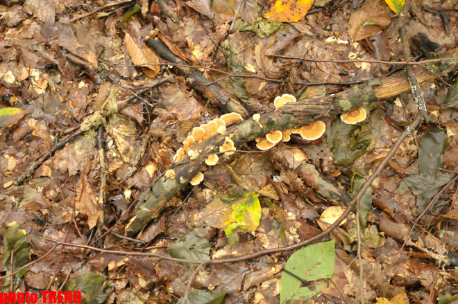 Осенний лес Габалы (фотосессия)