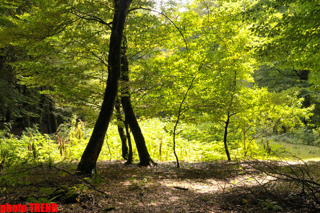 Осенний лес Габалы (фотосессия)