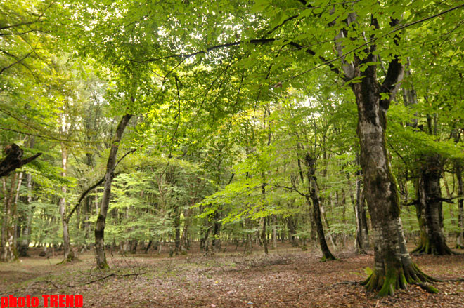 Осенний лес Габалы (фотосессия)