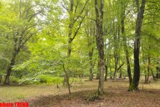 Осенний лес Габалы (фотосессия)