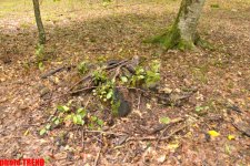 Осенний лес Габалы (фотосессия)