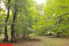 Осенний лес Габалы (фотосессия)