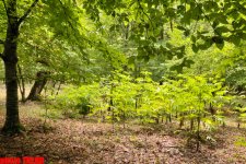 Осенний лес Габалы (фотосессия)