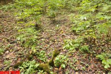 Осенний лес Габалы (фотосессия)