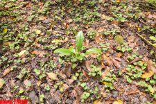 Осенний лес Габалы (фотосессия)