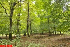 Осенний лес Габалы (фотосессия)