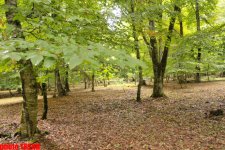 Осенний лес Габалы (фотосессия)