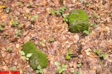 Осенний лес Габалы (фотосессия)