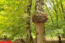 Осенний лес Габалы (фотосессия)