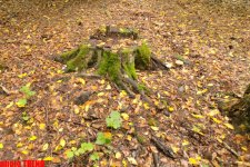 Осенний лес Габалы (фотосессия)
