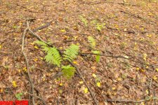 Осенний лес Габалы (фотосессия)