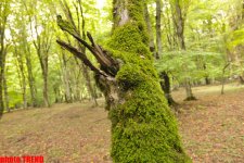 Осенний лес Габалы (фотосессия)