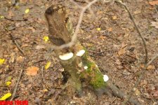 Осенний лес Габалы (фотосессия)