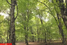 Осенний лес Габалы (фотосессия)