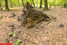 Осенний лес Габалы (фотосессия)