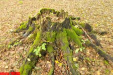 Осенний лес Габалы (фотосессия)