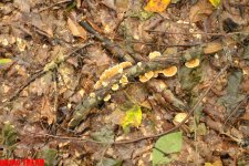 Осенний лес Габалы (фотосессия)