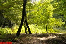 Осенний лес Габалы (фотосессия)