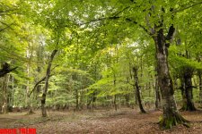 Осенний лес Габалы (фотосессия)