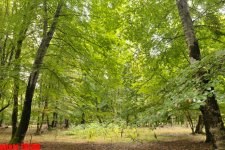 Осенний лес Габалы (фотосессия)