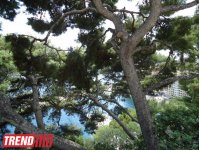 Монако глазами азербайджанца (фотосессия)