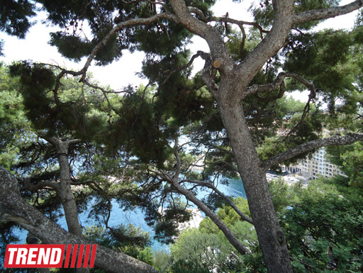 Монако глазами азербайджанца (фотосессия)