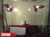 В Баку состоялся торжественный вечер, посвященный  180-летию "Longines" (фотосессия)