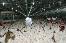 Президент Ильхам Алиев принял участие в открытии в Имишли племенной птицефабрики «Араз» (ФОТО)