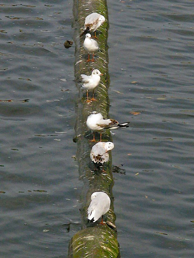 Прага в фотографиях азербайджанского художника (фото)