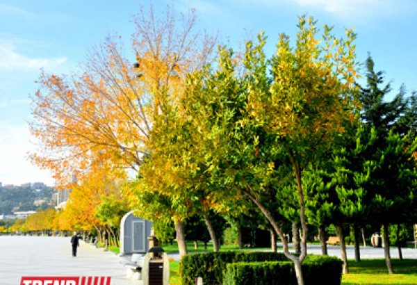 "Золотая осень" в Баку (фотосессия)