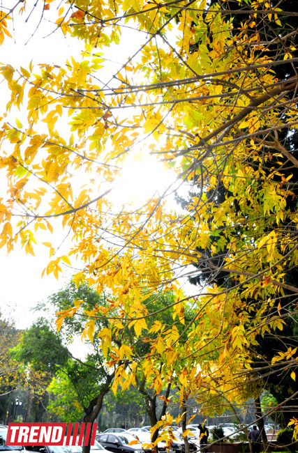 "Золотая осень" в Баку (фотосессия)