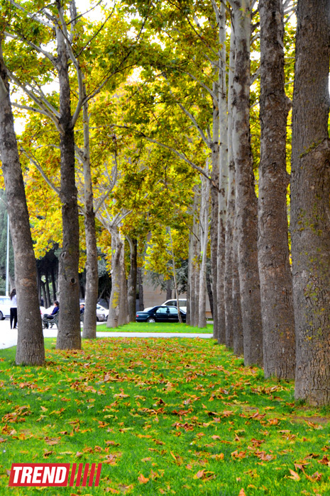 "Золотая осень" в Баку (фотосессия)