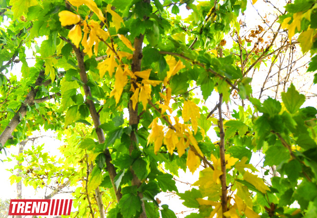 "Золотая осень" в Баку (фотосессия)