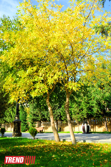 "Золотая осень" в Баку (фотосессия)