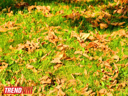 "Золотая осень" в Баку (фотосессия)