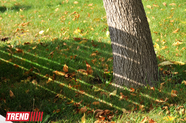 "Золотая осень" в Баку (фотосессия)