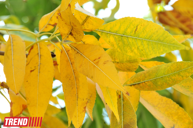 "Золотая осень" в Баку (фотосессия)