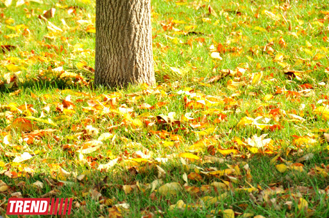 "Золотая осень" в Баку (фотосессия)